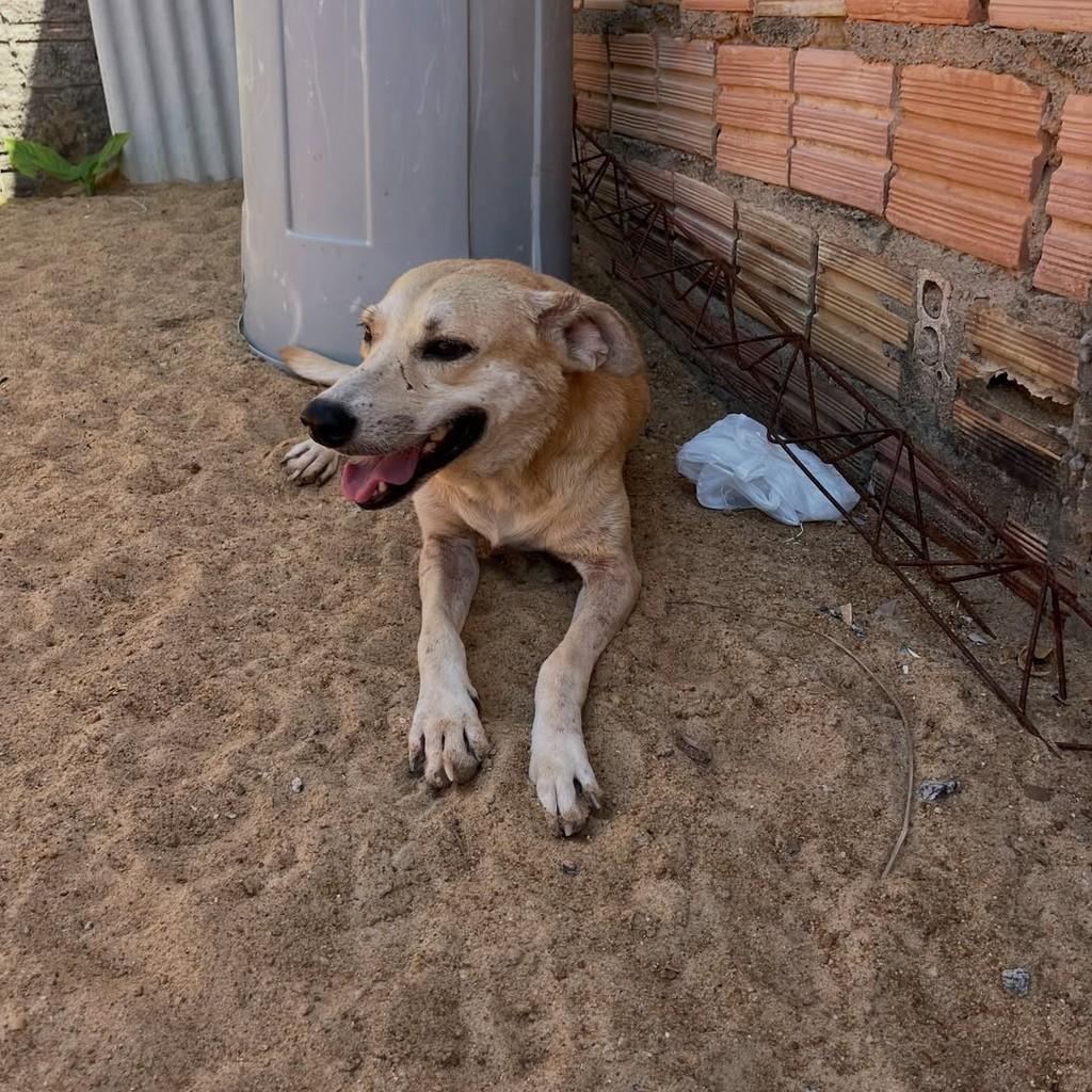 Nosso Belo, cachorro de porte pequeno para adoção em Boa Vista - RR — foto 2 de 2