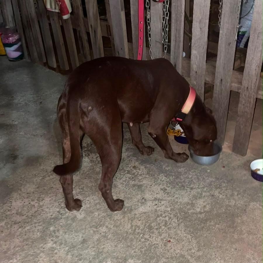 Marrom, cadela de porte pequeno para adoção em Boa Vista - RR