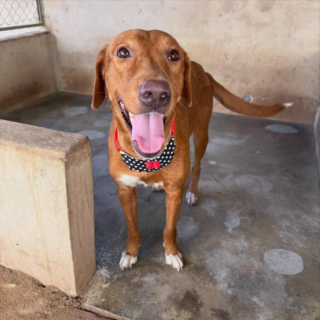 Lindinha, cachorro de porte médio para adoção em Boa Vista - RR