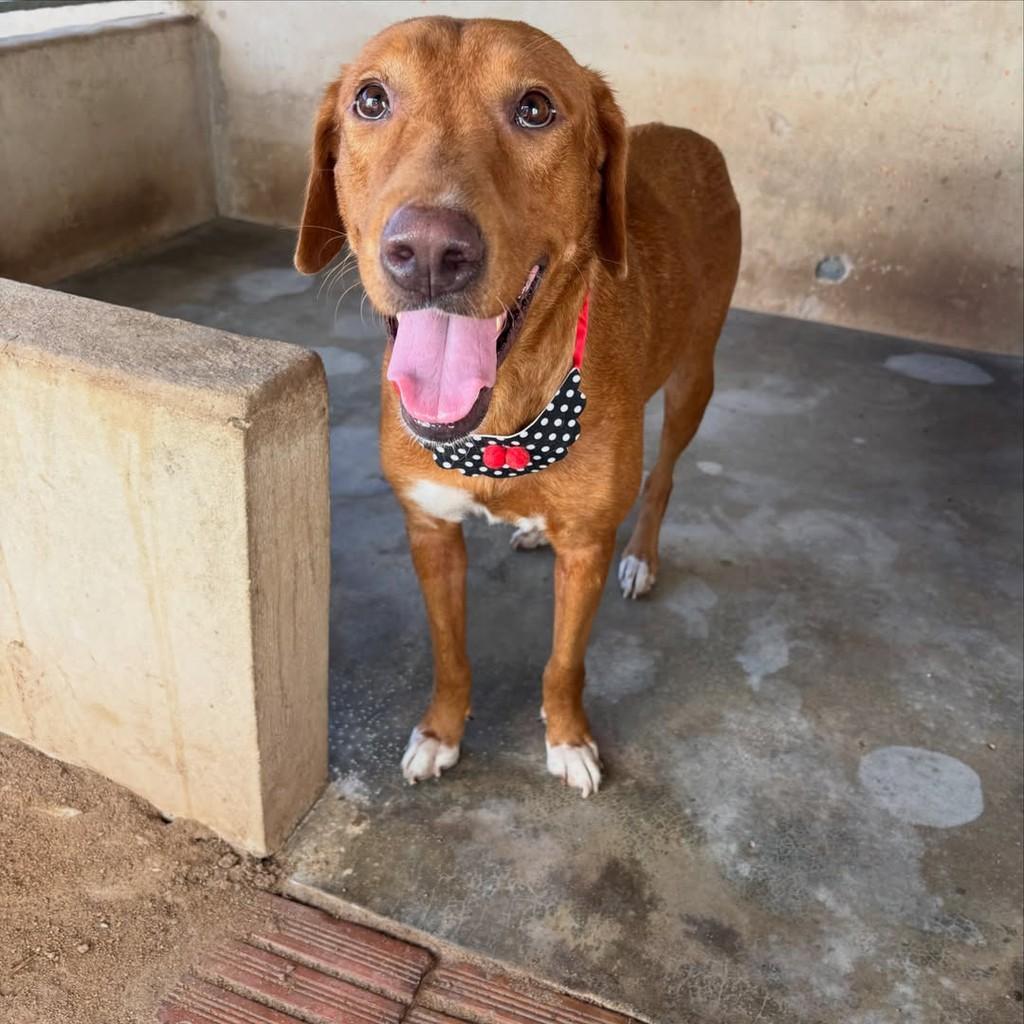 Lindinha, cachorro de porte médio para adoção em Boa Vista - RR — foto 2 de 2