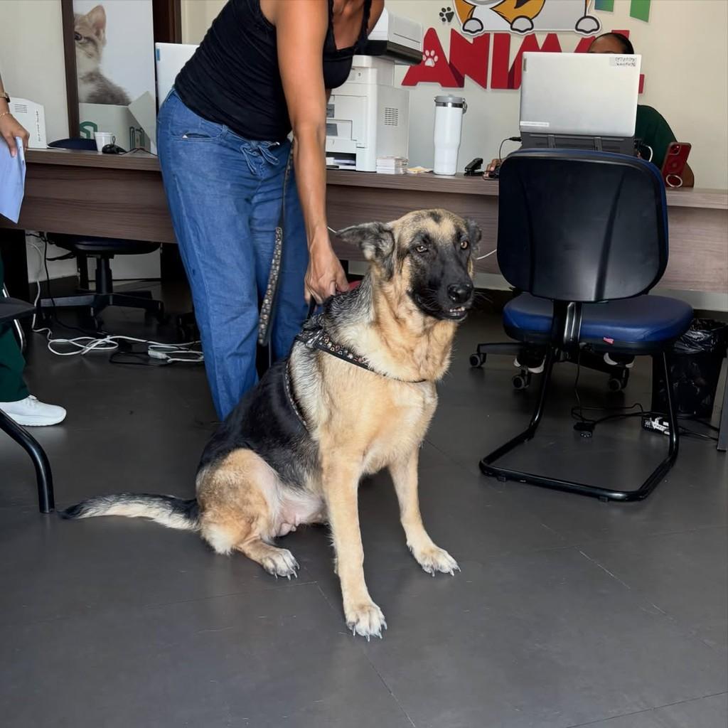 Paloma, cachorro de porte grande para adoção em Boa Vista - RR