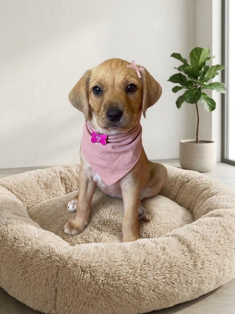 Violeta, cadela de porte pequeno para adoção em Belo Horizonte - MG