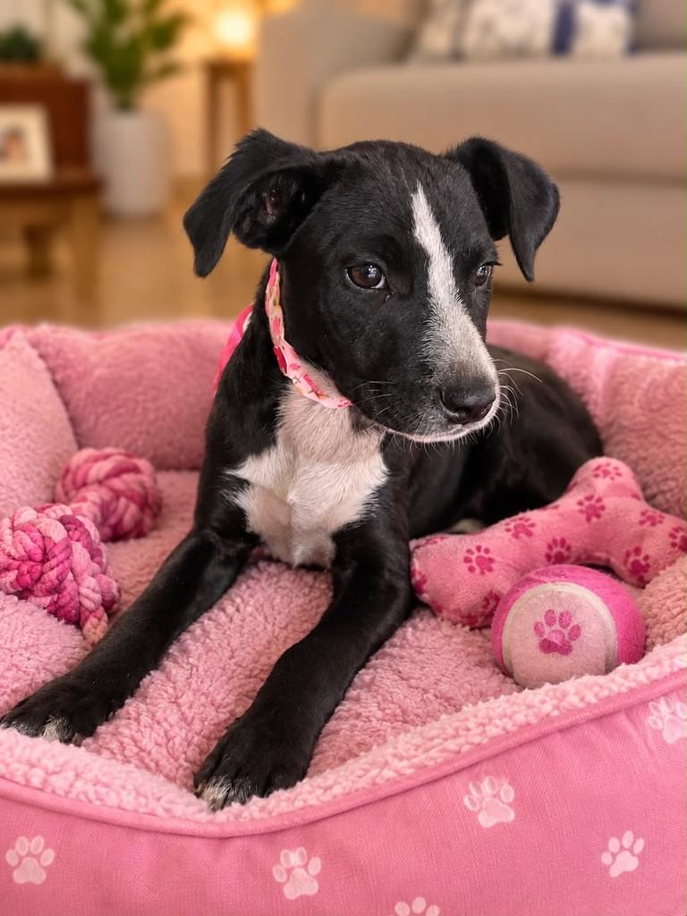 Esperança, cachorro de porte médio para adoção em Belo Horizonte - MG