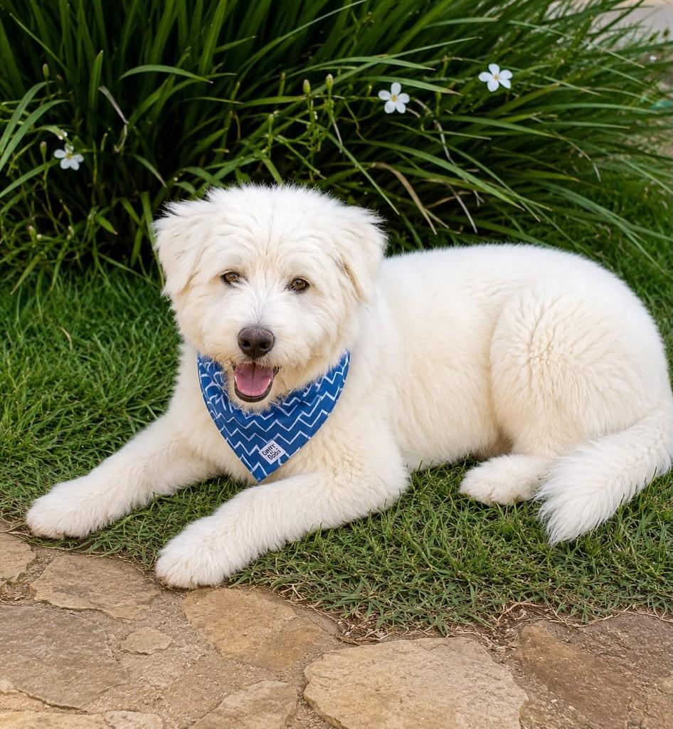 Bethoven, cachorro de porte grande para adoção em Belo Horizonte - MG