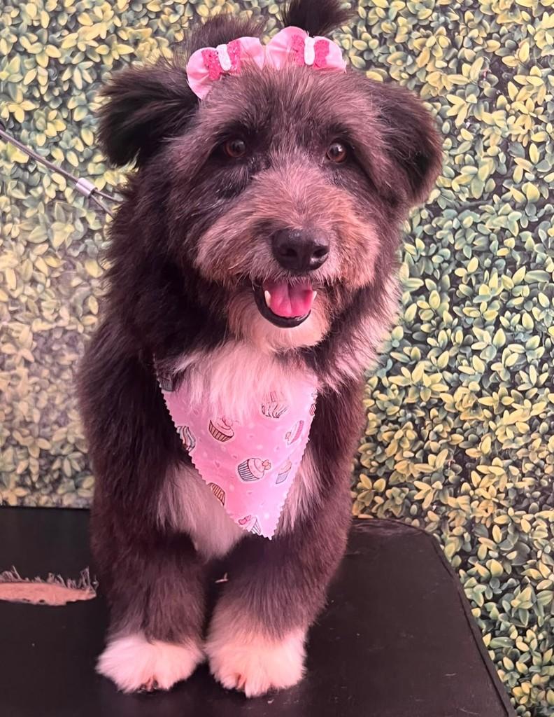 Luna, cachorro de porte médio para adoção em Belo Horizonte - MG