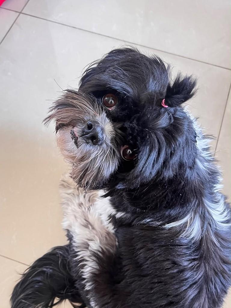 Terê, cadela de porte médio para adoção em Belo Horizonte - MG — foto 2 de 2