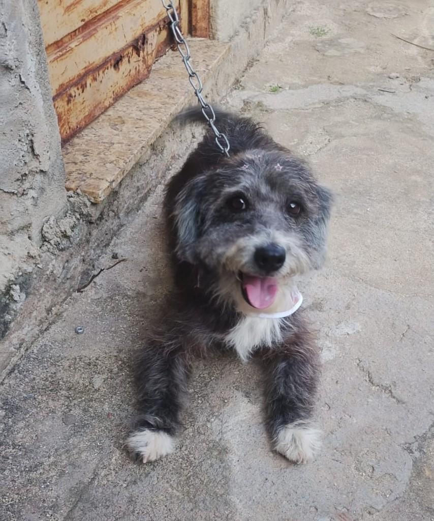 Pretinha, cachorro de porte pequeno para adoção em Belo Horizonte - MG — foto 2 de 2