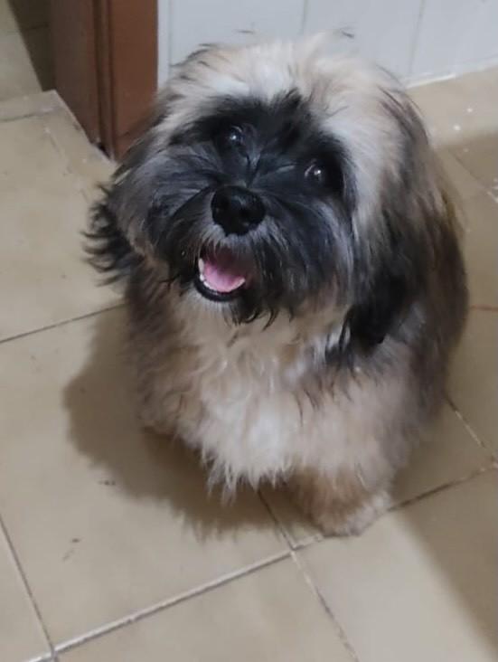 Mabel, cadela de porte pequeno para adoção em Belo Horizonte - MG