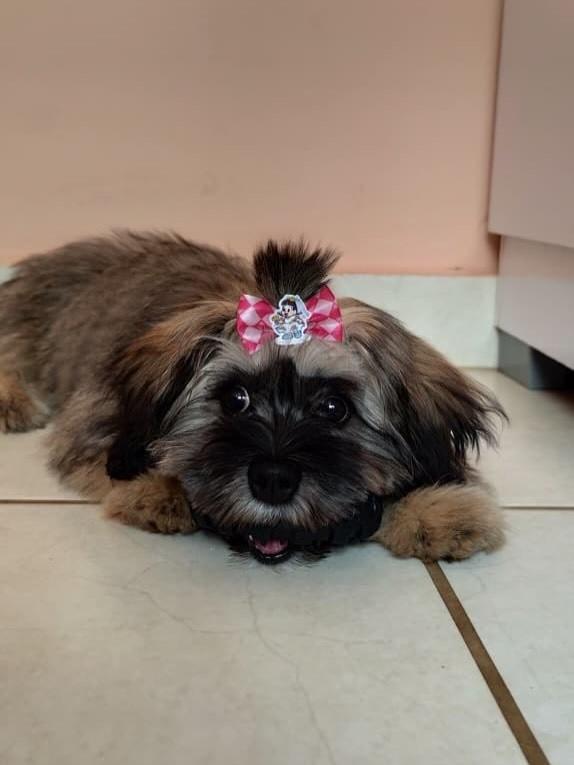 Mabel, cadela de porte pequeno para adoção em Belo Horizonte - MG — foto 2 de 2