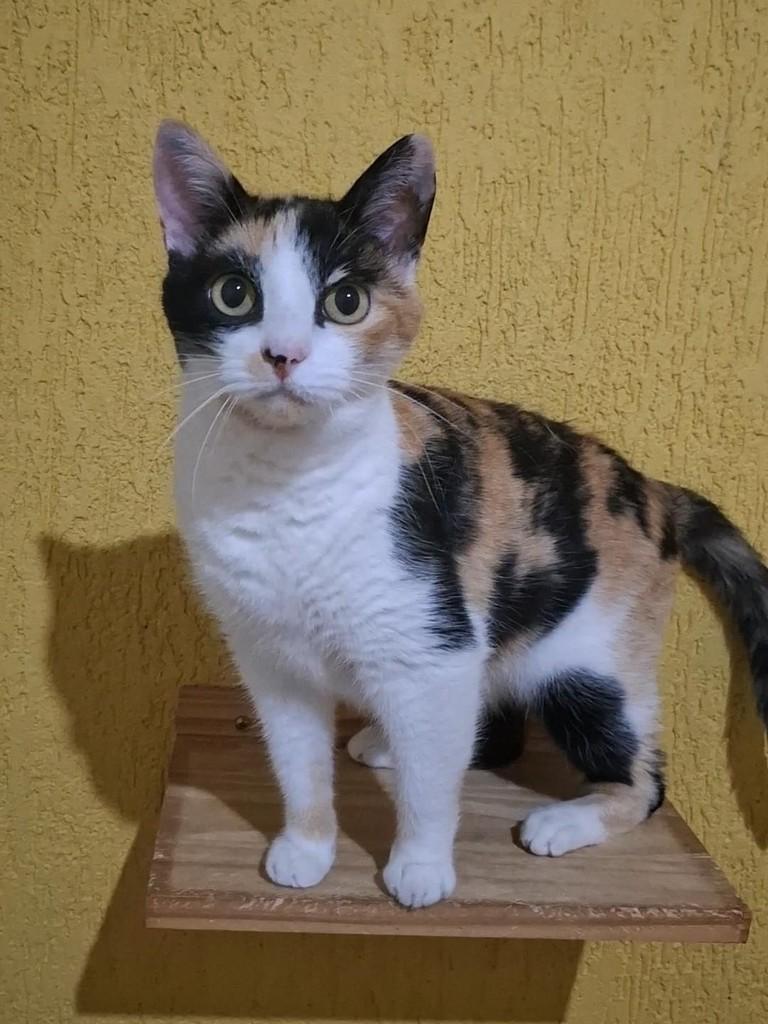 Priscila, gata de porte pequeno para adoção em Belo Horizonte - MG