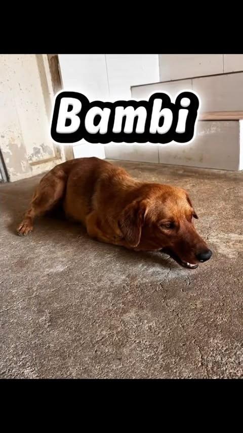 Bambi, cadela de porte médio para adoção em Nova Venécia - ES