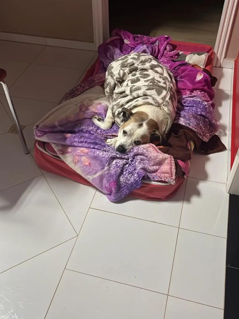 Catarina, cadela de porte pequeno para adoção em São Miguel do Oeste - SC