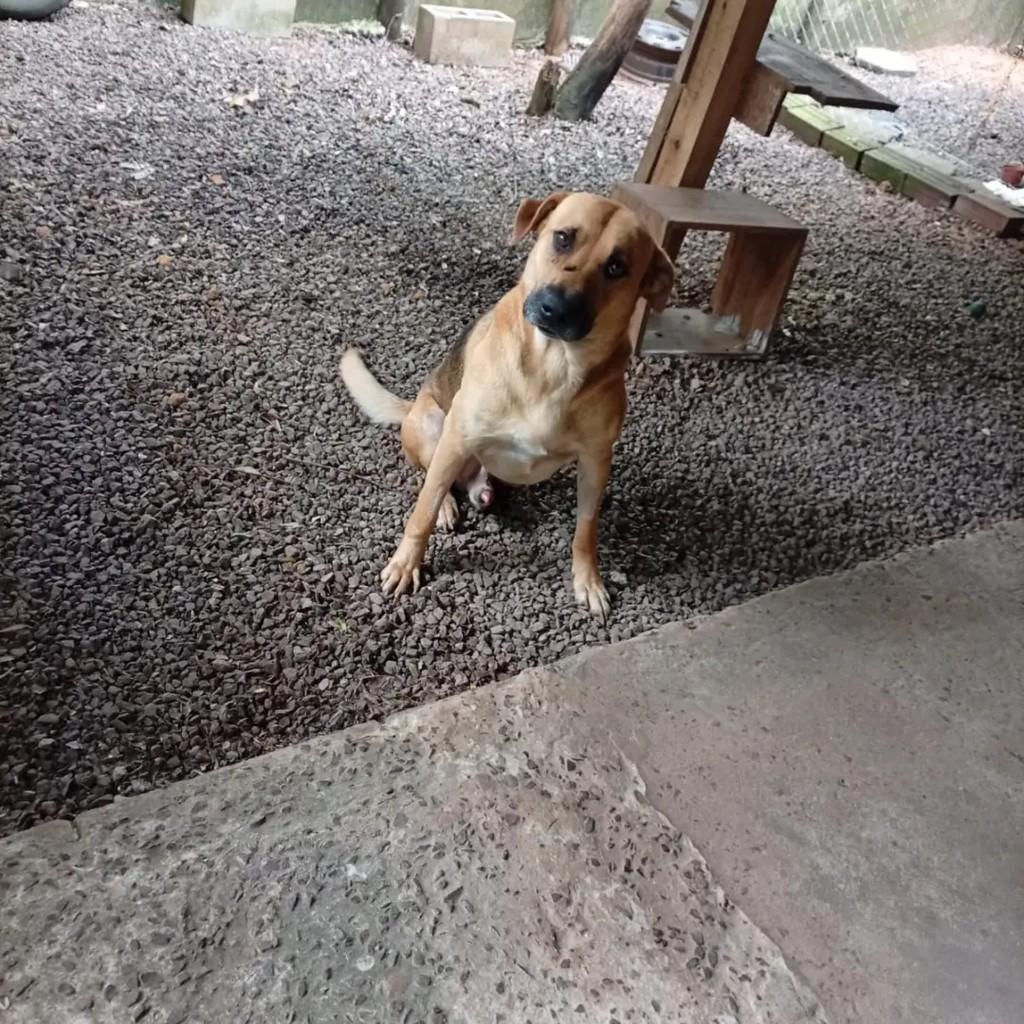 Beethoven, cachorro de porte médio para adoção em São Miguel do Oeste - SC — foto 2 de 2