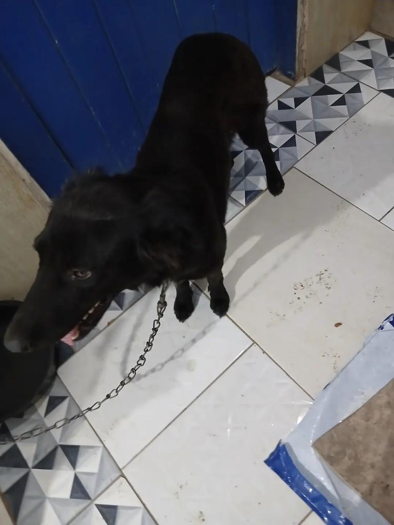 Amora, cadela para adoção em Nova Canaã - BA