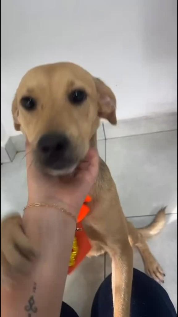Scoth, cachorro de porte pequeno para adoção em Campo Grande - MS