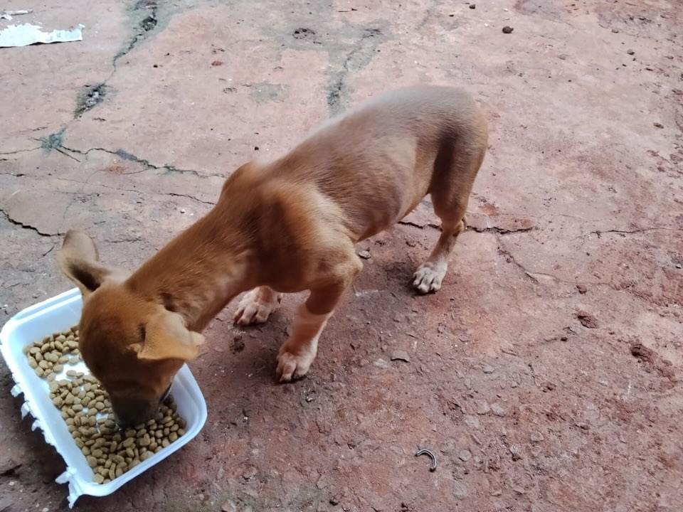 Feminha, cadela de porte pequeno para adoção em Campo Grande - MS