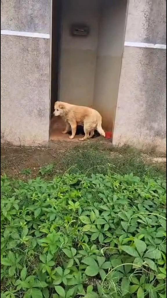 ChowChow, cachorro de porte médio para adoção em Campo Grande - MS