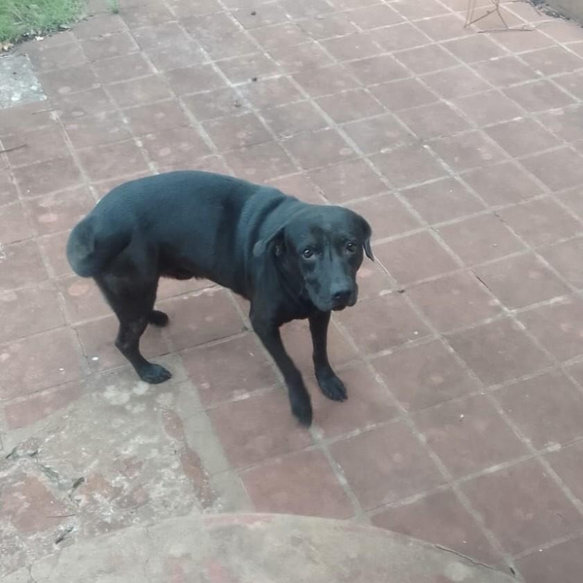 Negão, cachorro de porte médio para adoção em Campo Grande - MS