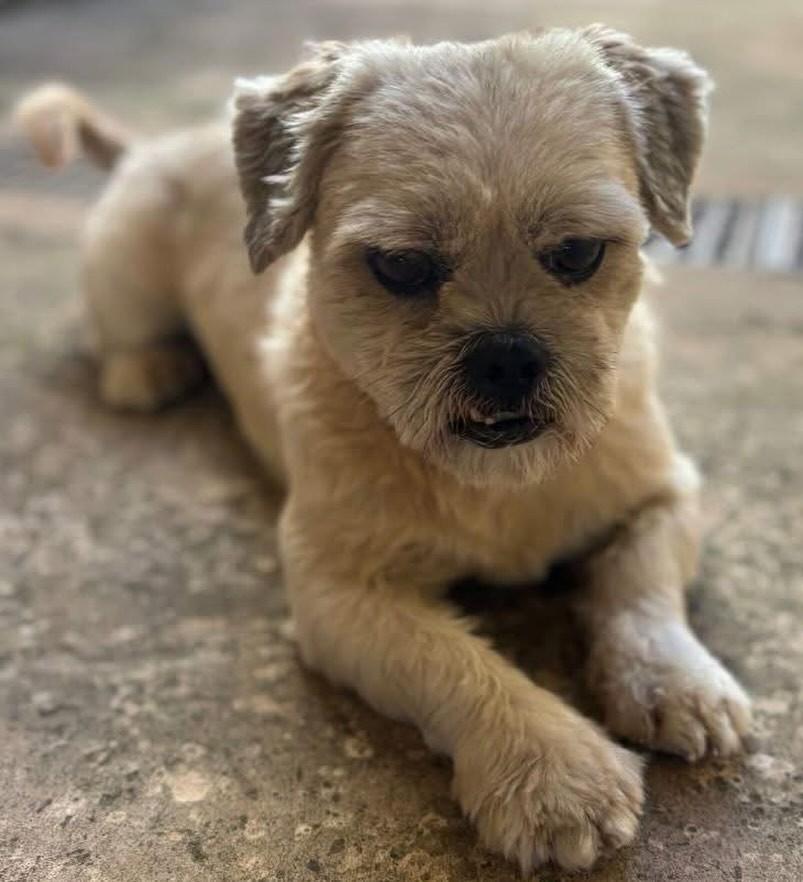 Alvin, cachorro de porte pequeno para adoção em Campo Grande - MS