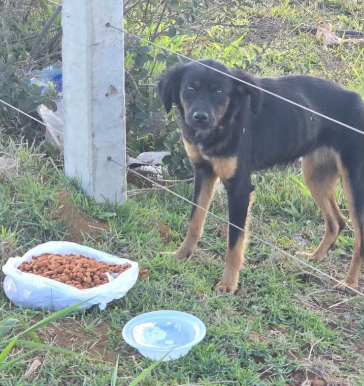 Anjinho, cadela de porte pequeno para adoção em Campo Grande - MS
