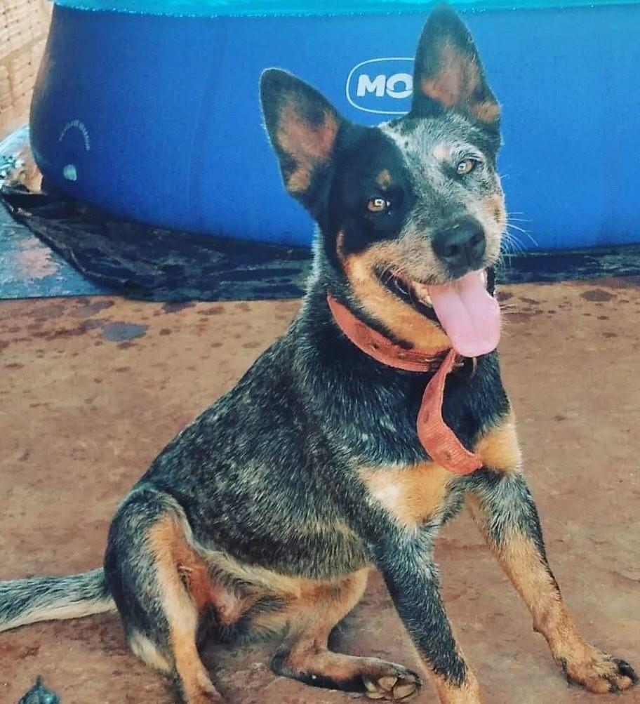 Sky, cadela de porte médio para adoção em Campo Grande - MS
