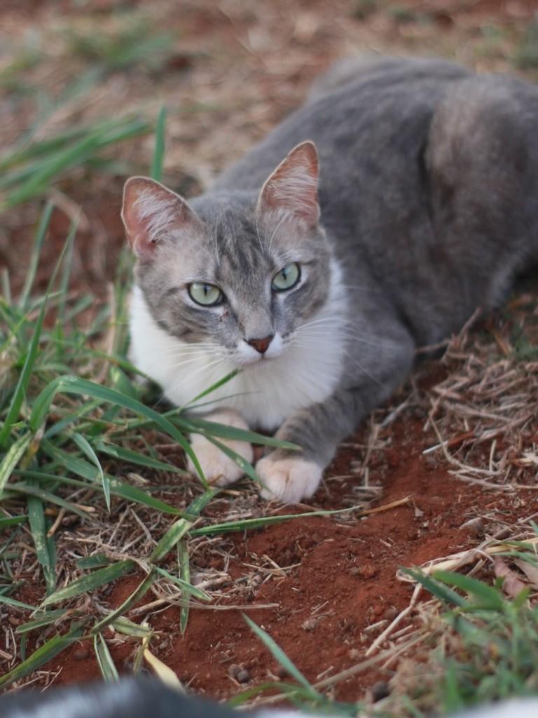 Antônio, gato de porte médio para adoção em Campo Grande - MS