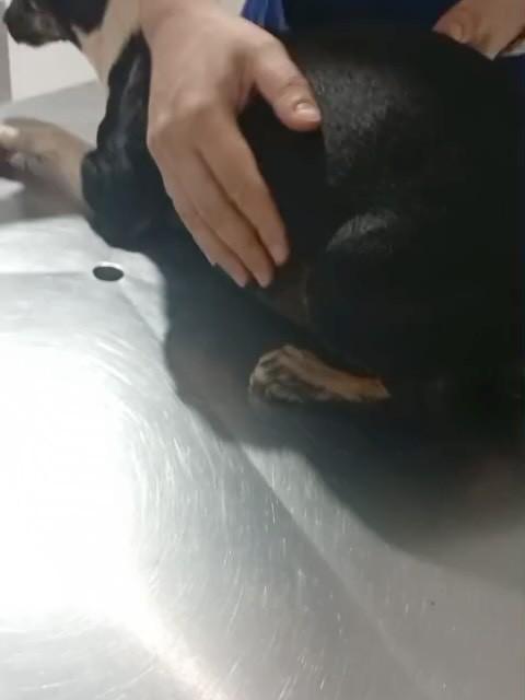 Vivi, cadela de porte médio para adoção em Campo Grande - MS