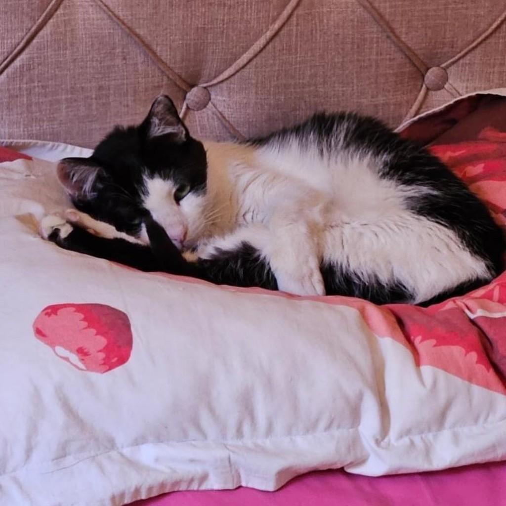 Thor, gato de porte médio para adoção em Campo Grande - MS