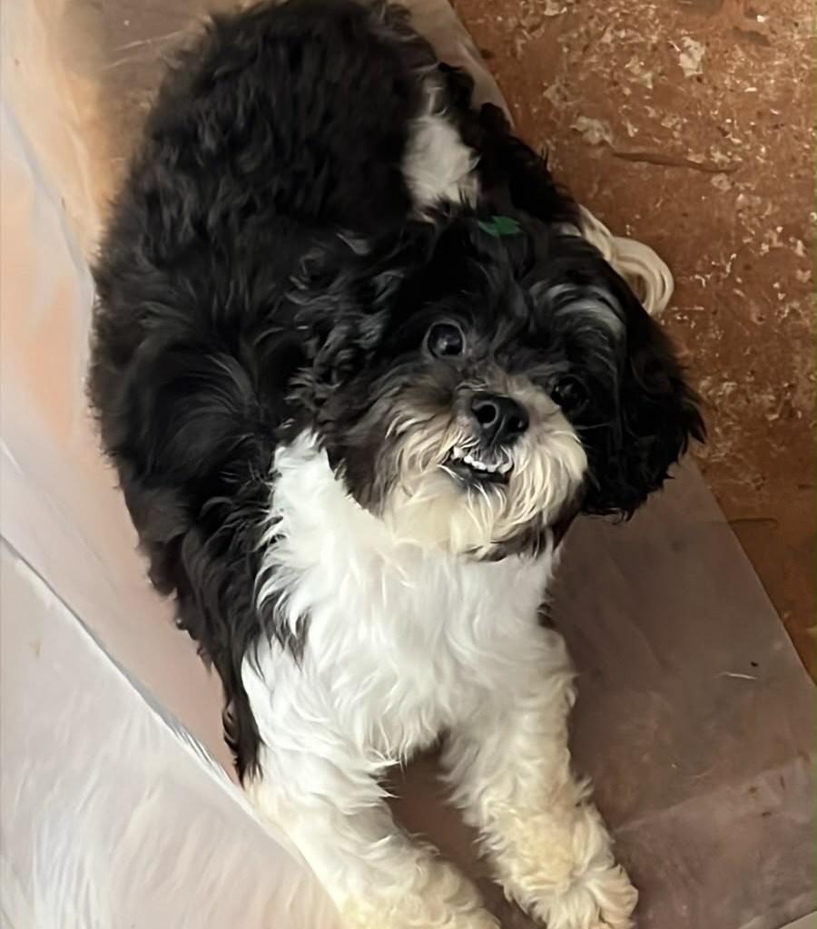 Dindos, cachorro de porte pequeno para adoção em Campo Grande - MS