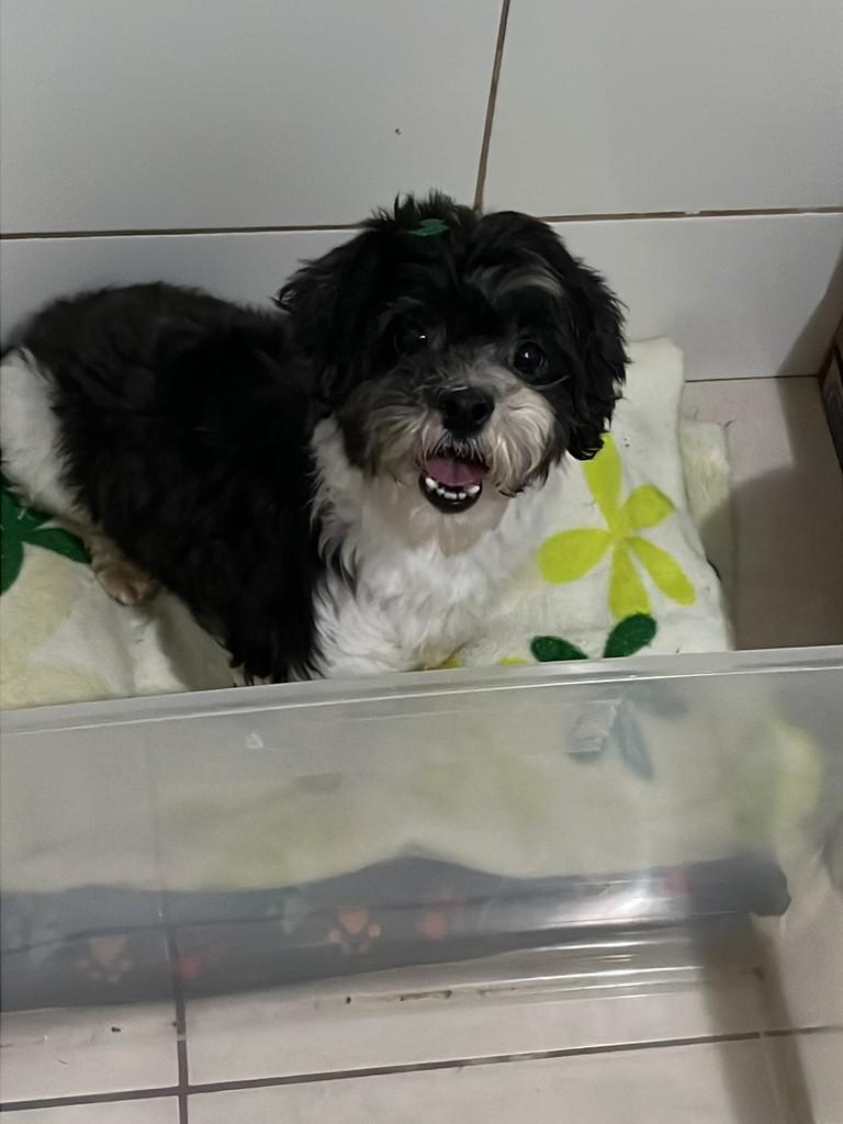 Tunico, cachorro de porte pequeno para adoção em Campo Grande - MS