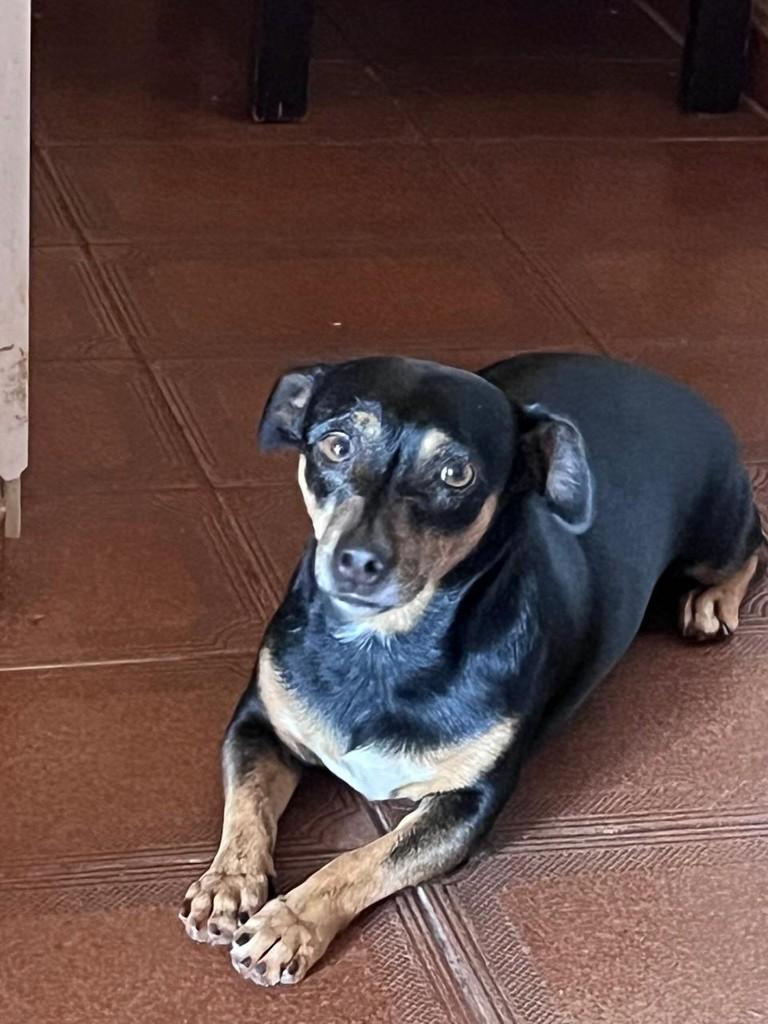 Tintim, cachorro de porte pequeno para adoção em Campo Grande - MS