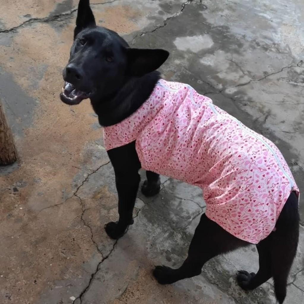 Pastor belga malinois, cadela de porte grande para adoção em Marília - SP