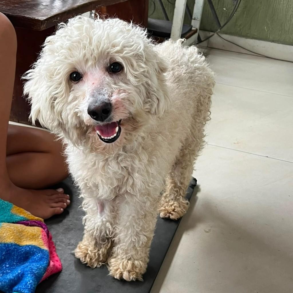 Apolo, cachorro de porte pequeno para adoção em Belo Horizonte - MG