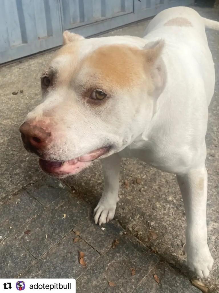 Billy, cachorro de porte médio para adoção em Belo Horizonte - MG