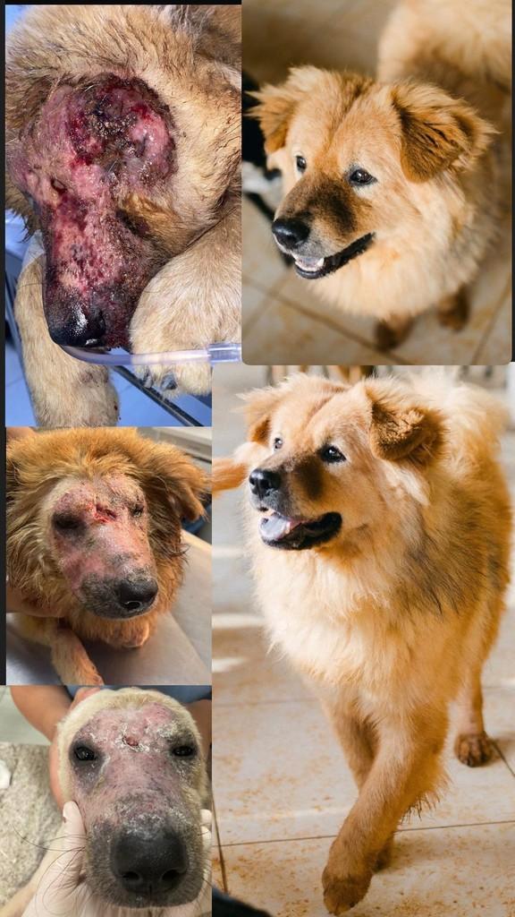 Urso, cachorro de porte médio para adoção em Belo Horizonte - MG
