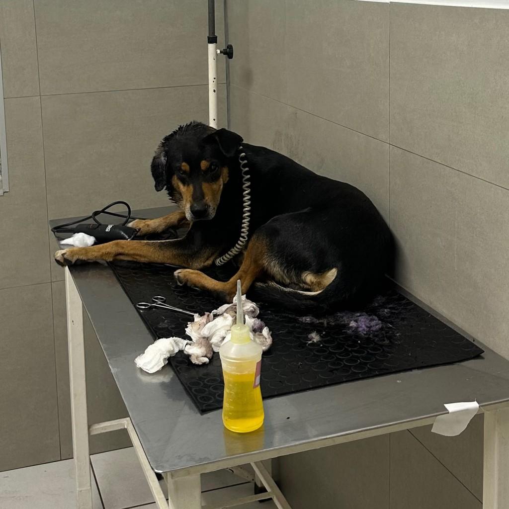 Lua, cachorro de porte médio para adoção em Belo Horizonte - MG