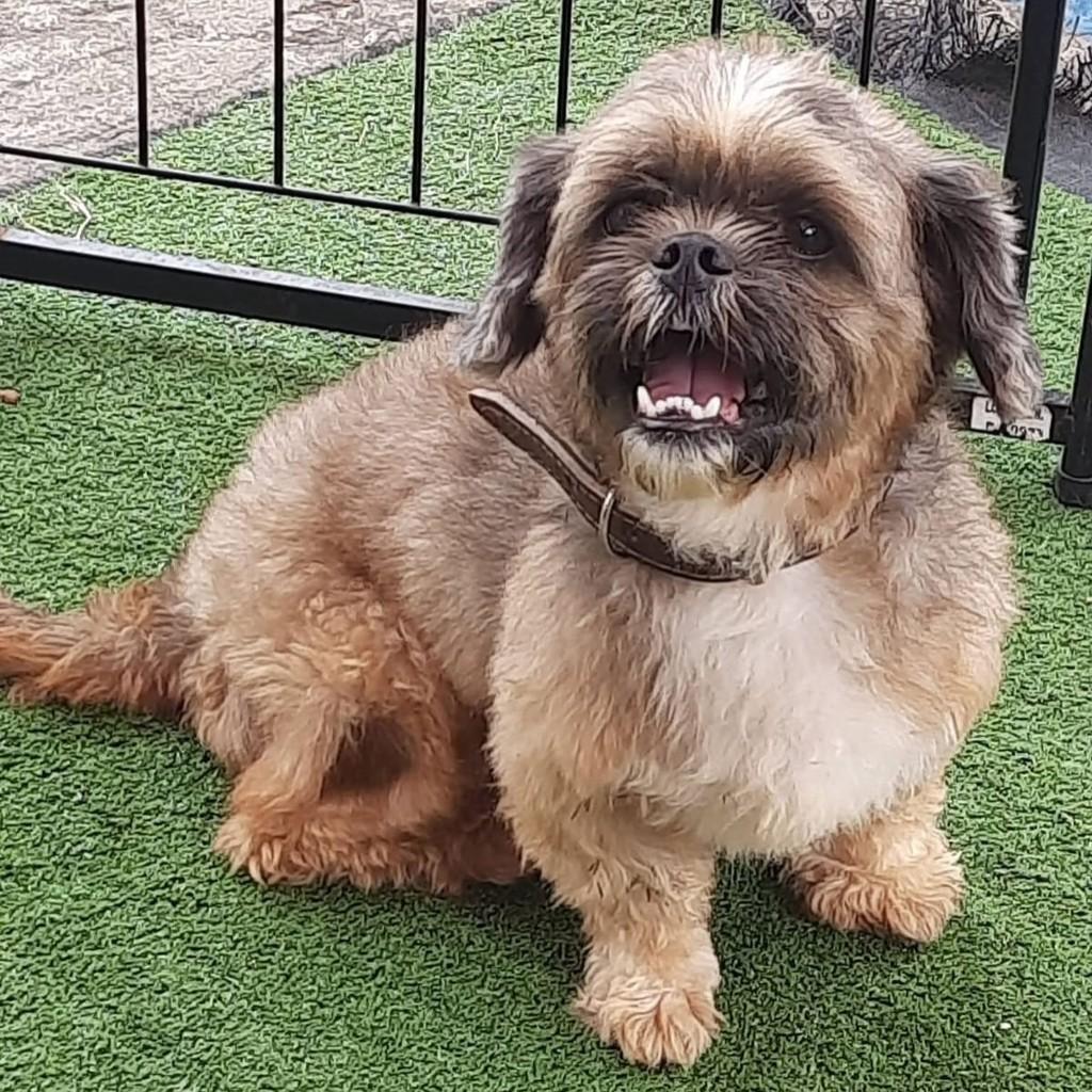 Yvis, cachorro de porte médio para adoção em Belo Horizonte - MG