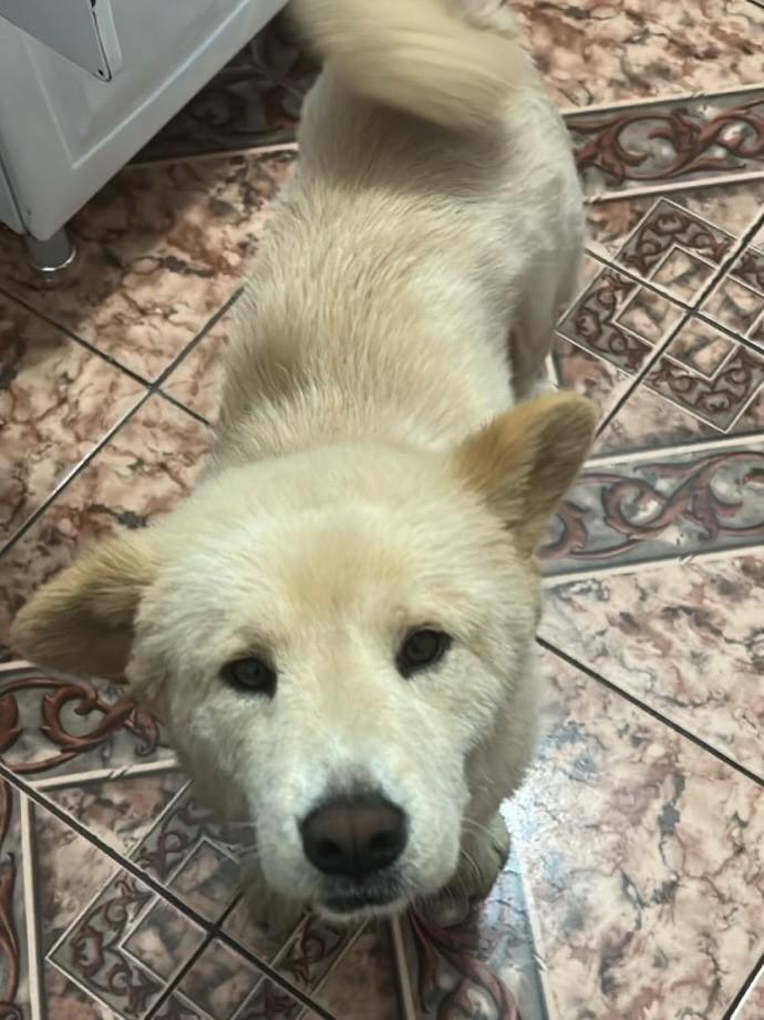 Leona, cadela de porte grande para adoção em Belo Horizonte - MG