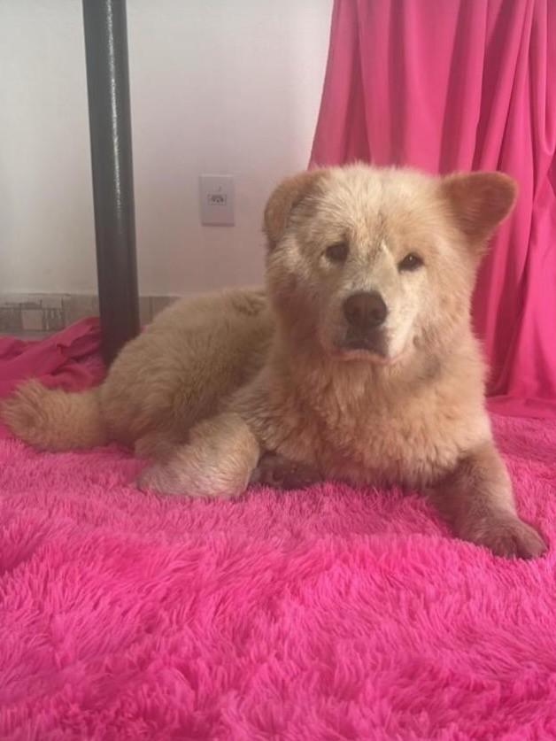 Leona, cadela de porte grande para adoção em Belo Horizonte - MG — foto 4 de 5
