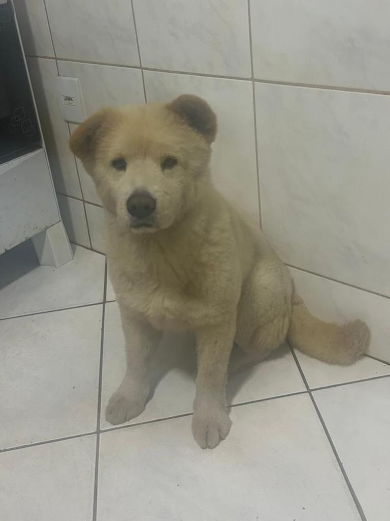 Leona, cadela de porte grande para adoção em Belo Horizonte - MG — foto 5 de 5