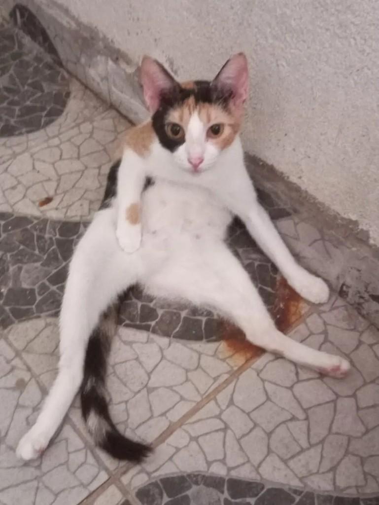 Diana, gato de porte pequeno para adoção em Macapá - AP