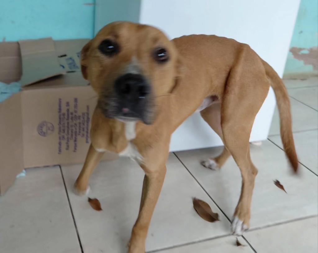 Meninão, cachorro de porte médio para adoção em Paranavaí - PR