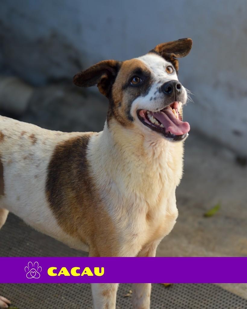 Cacau, cadela de porte médio para adoção em Rio de Janeiro - RJ