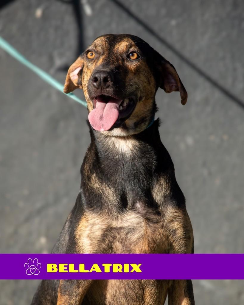 Bellatrix, cadela de porte médio para adoção em Rio de Janeiro - RJ