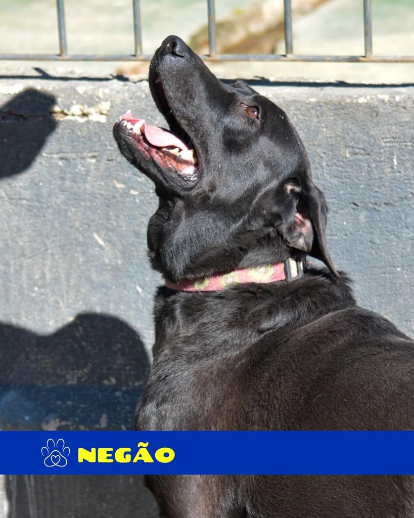 Negão, cachorro de porte grande para adoção em Rio de Janeiro - RJ