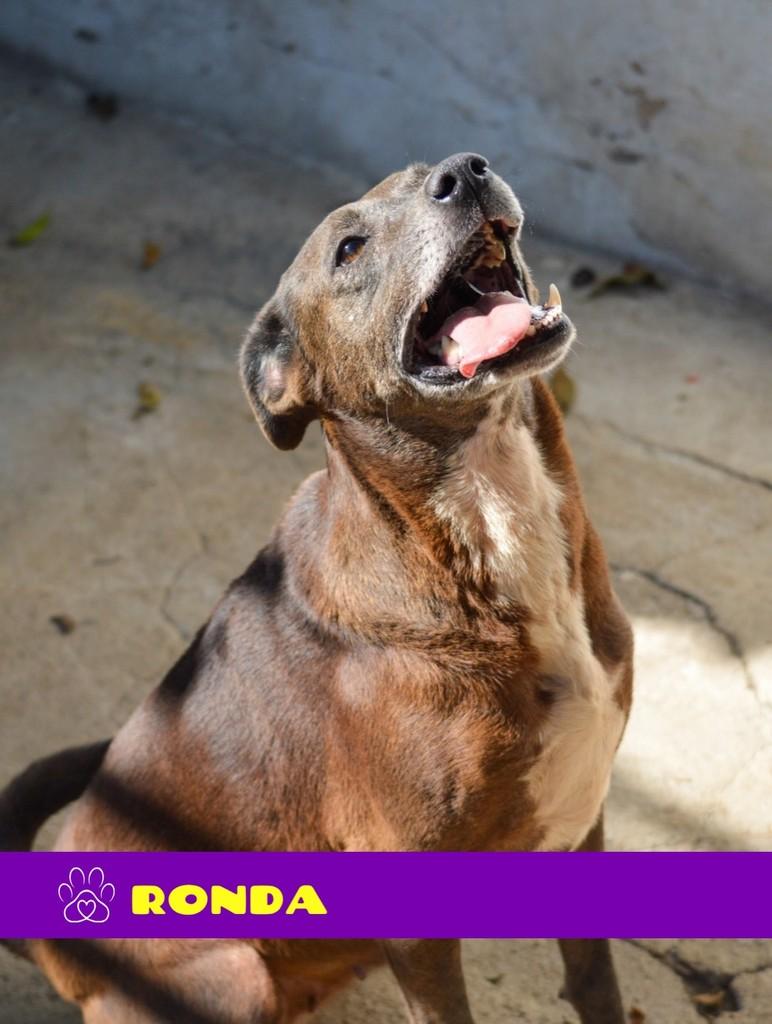 Ronda, cadela de porte médio para adoção em Petrópolis - RJ
