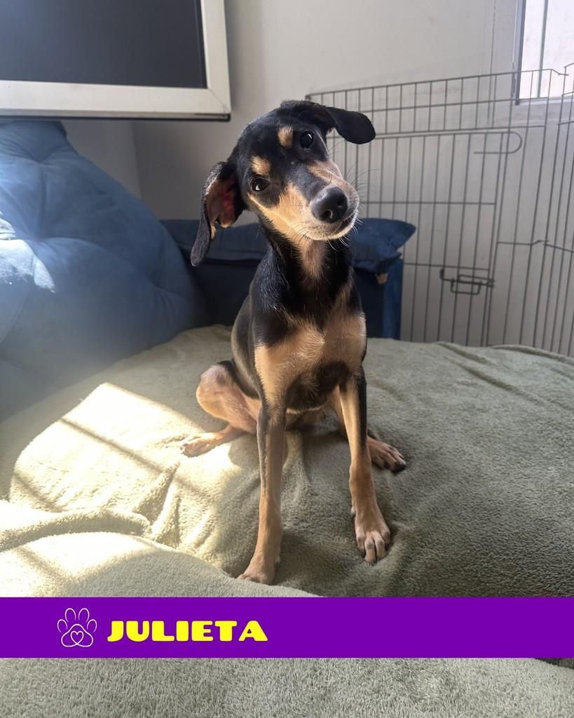 Julieta, cachorro de porte pequeno para adoção em Rio de Janeiro - RJ