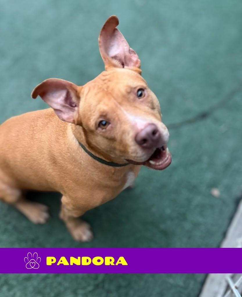 Pandora, cachorro de porte médio para adoção em Rio de Janeiro - RJ