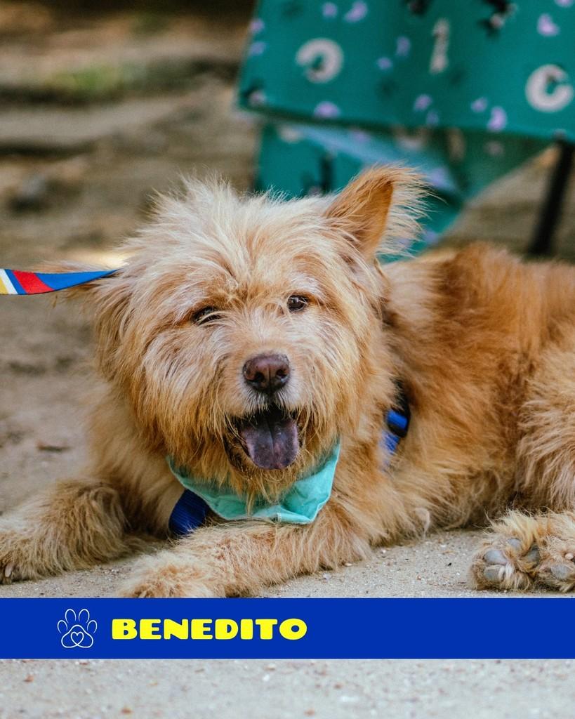 Benedito, cachorro de porte médio para adoção em Rio de Janeiro - RJ