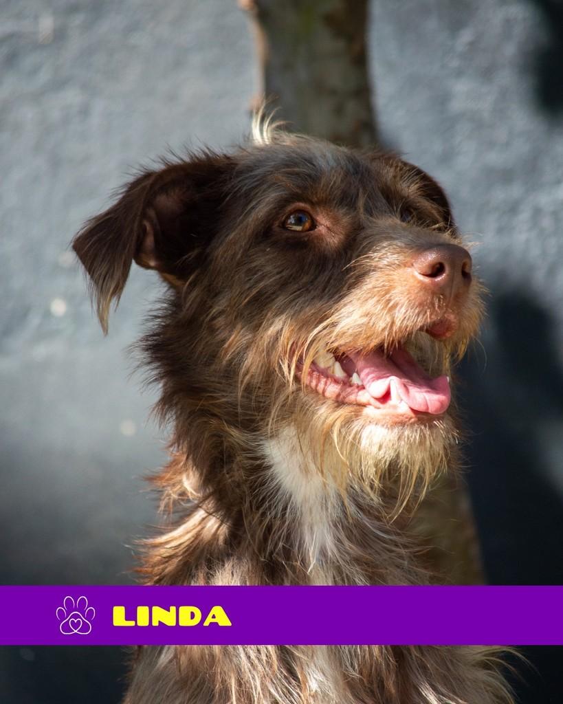 Linda, cadela de porte pequeno para adoção em Rio de Janeiro - RJ